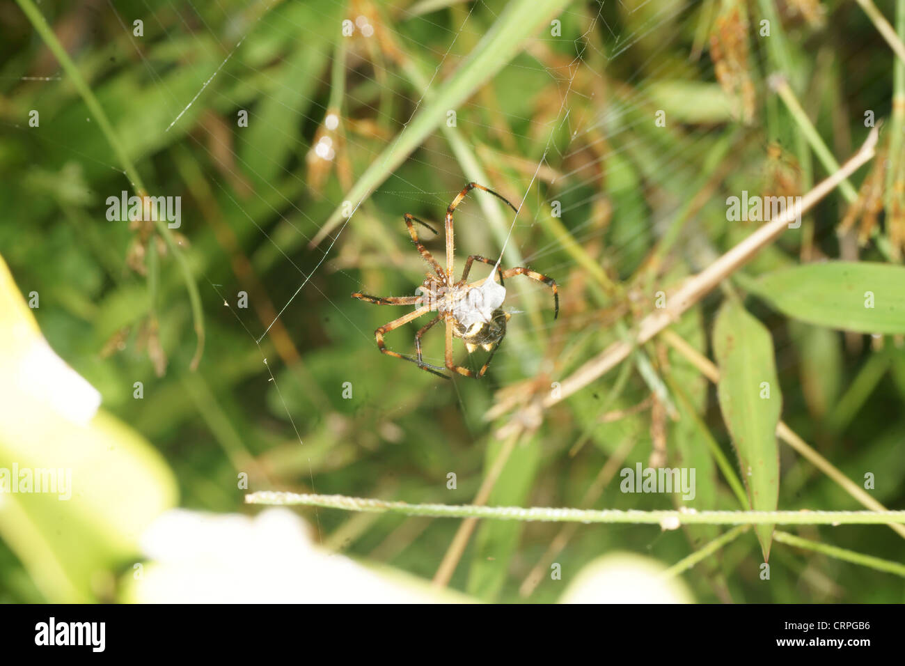 L'écriture (spider Argiope lobata) capture ses proies dans son site web et le produit à paralyser l'envelopper dans du fil de soie pour une consommation future Banque D'Images