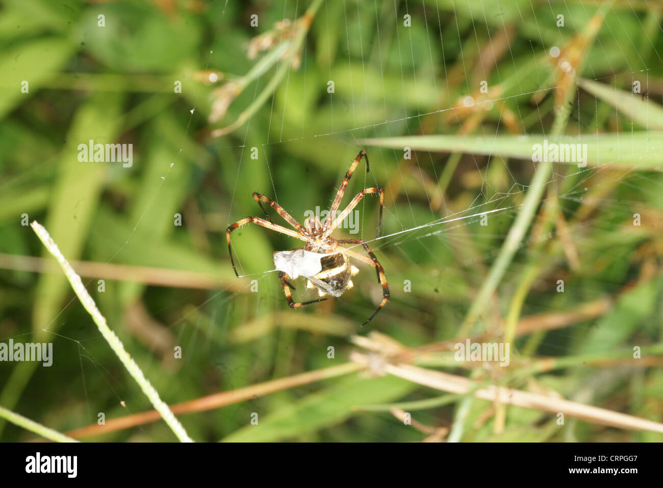 L'écriture (spider Argiope lobata) capture ses proies dans son site web et le produit à paralyser l'envelopper dans du fil de soie pour une consommation future Banque D'Images