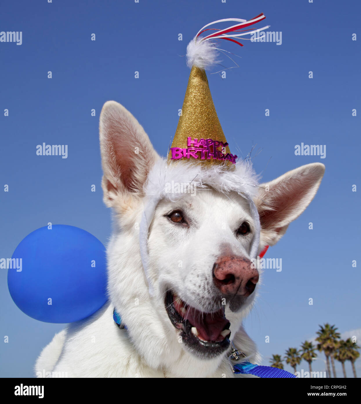 Berger Allemand Blanc Avec Des Decorations Et Des Ballons Joyeux Anniversaire Photo Stock Alamy Berger Allemand Blanc Avec Des Decorations Et Des Ballons Joyeux Anniversaire Photo Stock Alamy