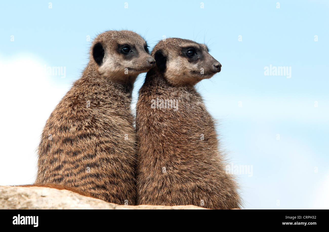 Les suricates sitting on rock Banque D'Images