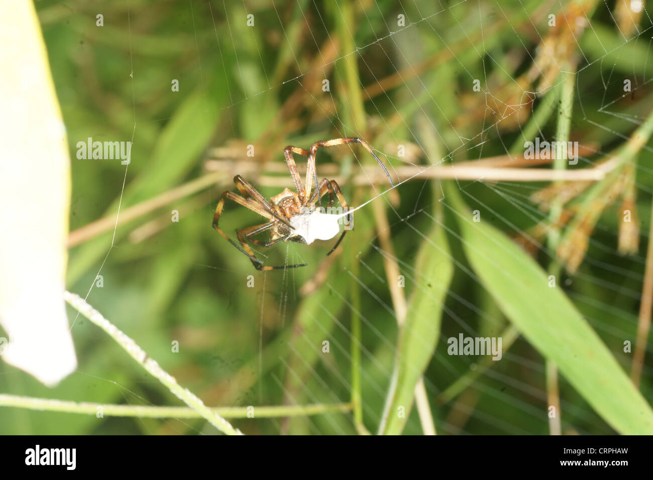 L'écriture (spider Argiope lobata) capture ses proies dans son site web et le produit à paralyser l'envelopper dans du fil de soie pour une consommation future Banque D'Images