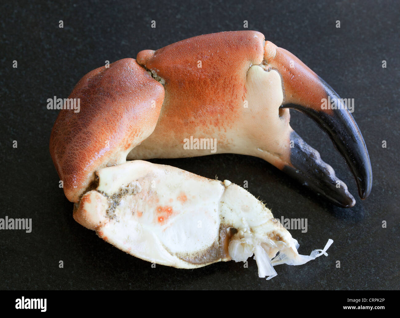 Pince De Crabe Banque D Image Et Photos Alamy Pince De Crabe Banque D Image Et Photos Alamy