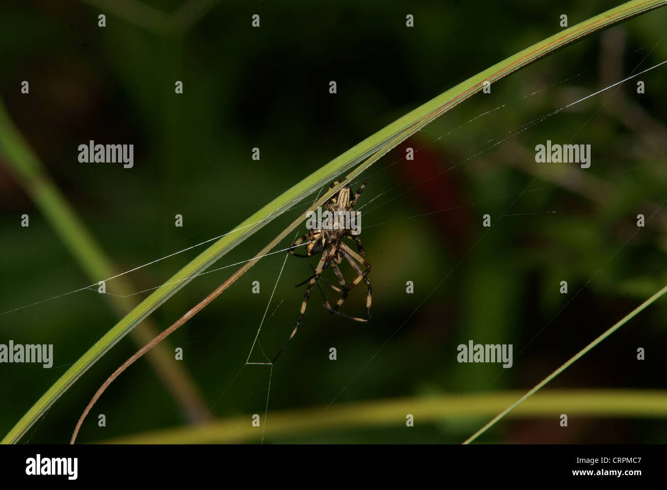 Araignée sauteuse Phidippus avec de plus grandes proies comme araignée Argiope lobata Banque D'Images
