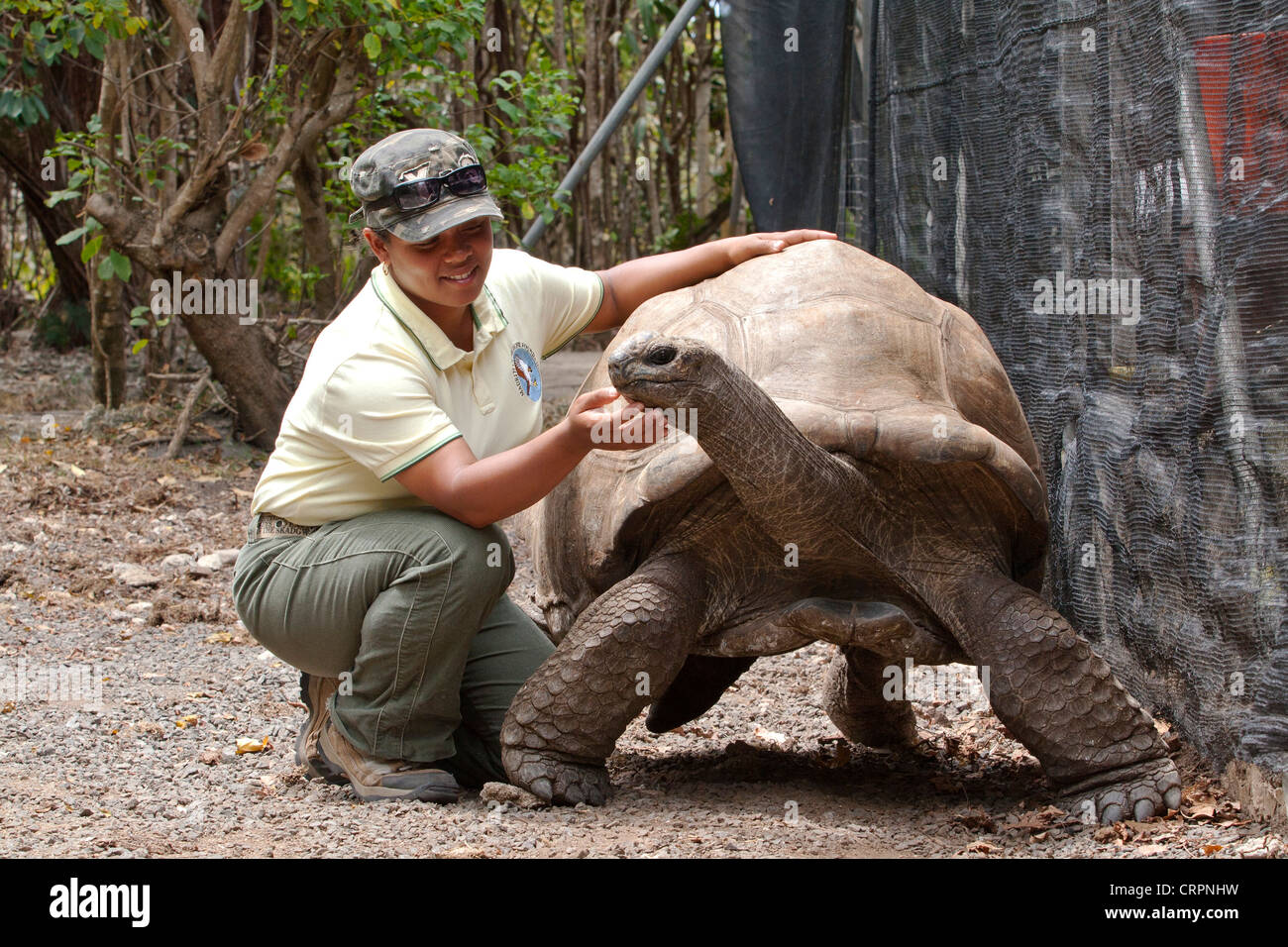 Eco-tour guide animaux domestiques une tortue géante d'Aldabra (Aldabrachelys gigantea), Ile aux Aigrettes, réserve naturelle de l'Ile Maurice Banque D'Images