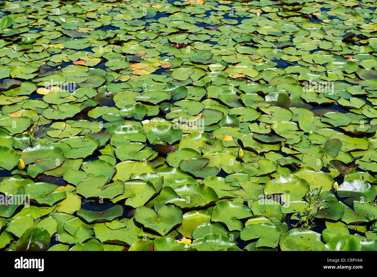 Lilly gousses flottent sur la surface de l'étang. Banque D'Images