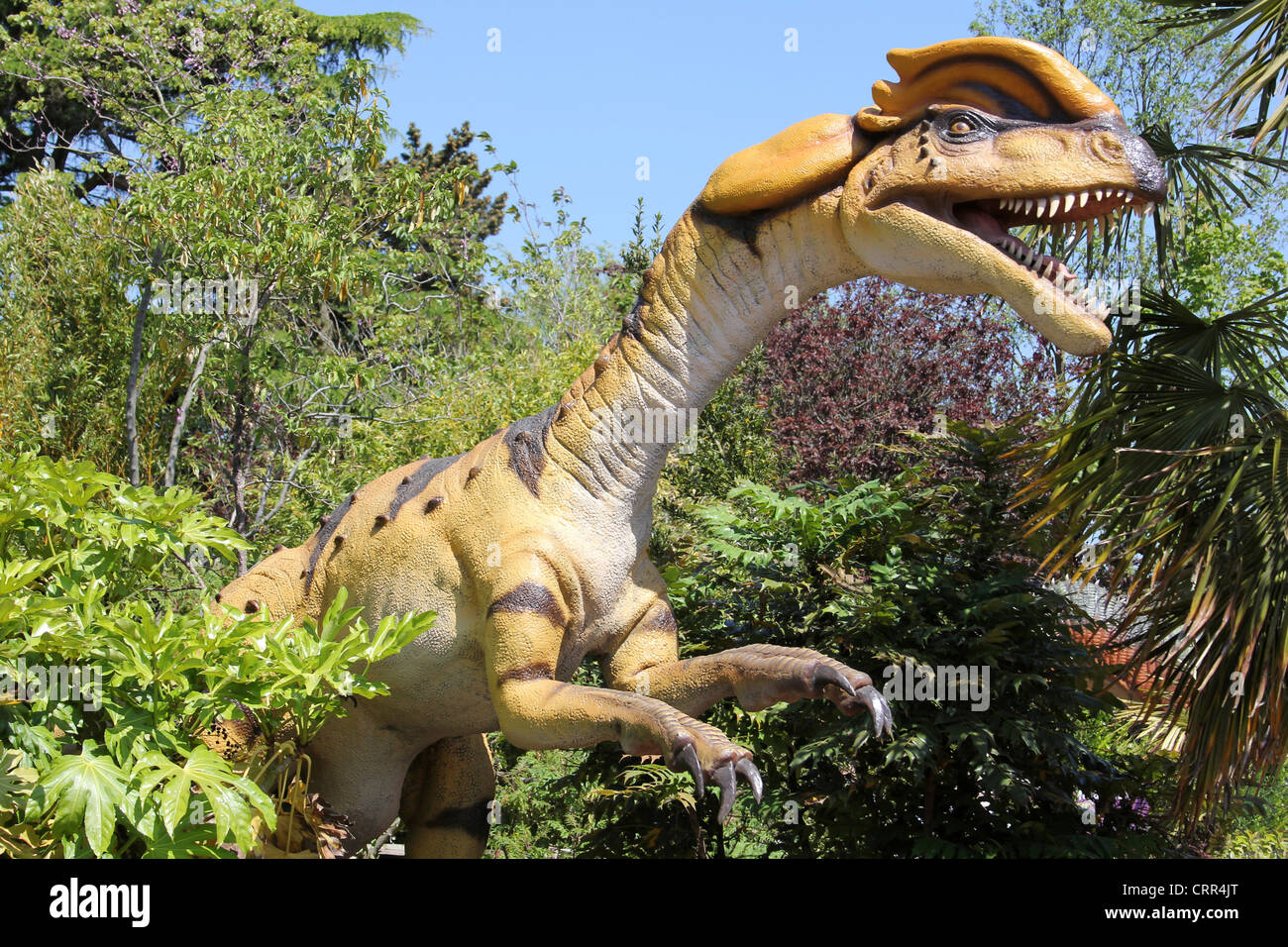Dilophosaurus modèle - un théropode du Jurassique précoce Banque D'Images