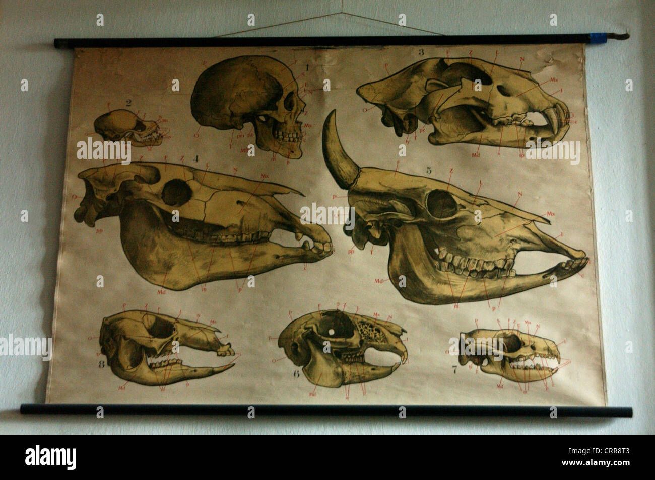 Carte murale pour l'enseignement de la biologie Banque D'Images