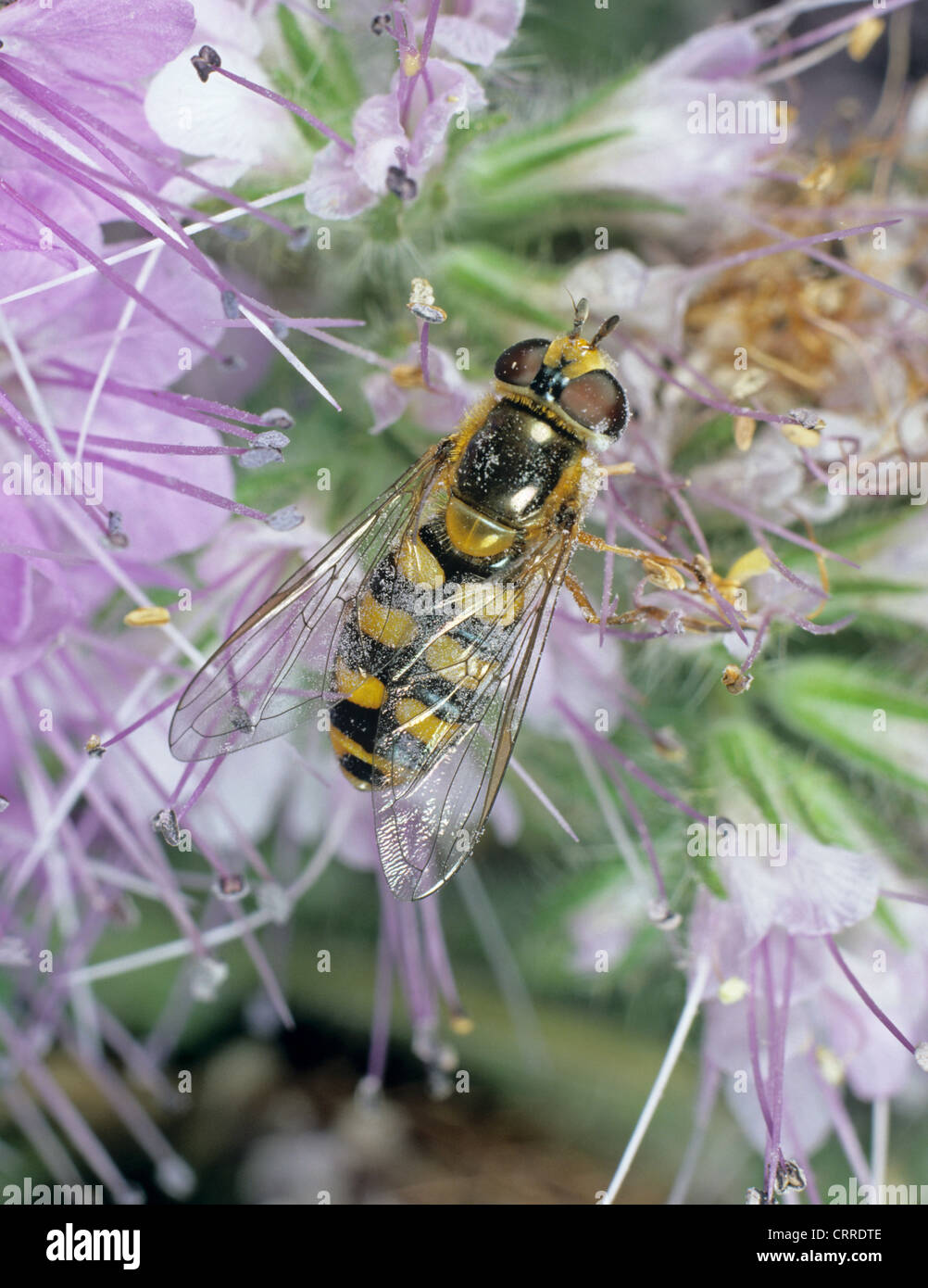 Hover-fly (Syrphus ribesii) sur une fleur de phacélie Banque D'Images