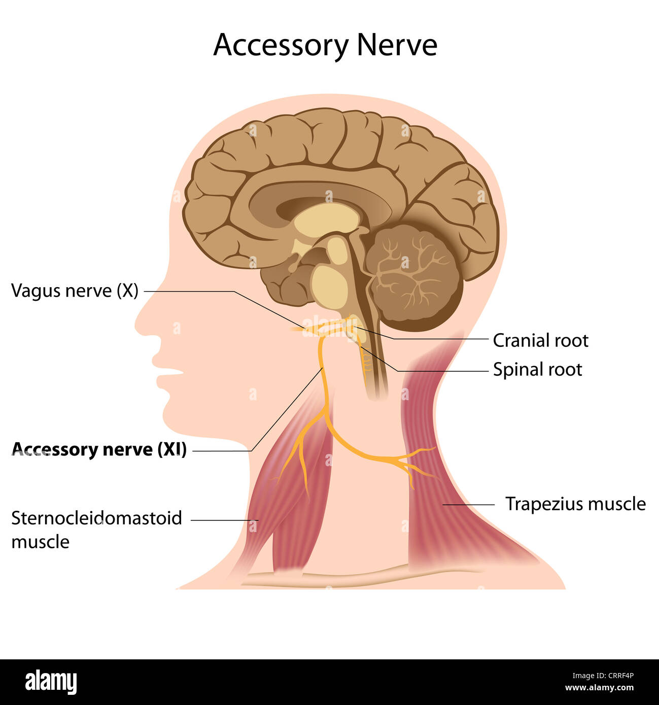 Anatomie du nerf accessoire Banque D'Images