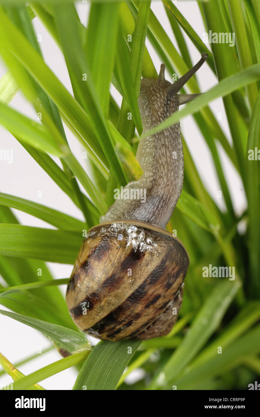 Escargot Cornu aspersum grimpant sur l'herbe Banque D'Images