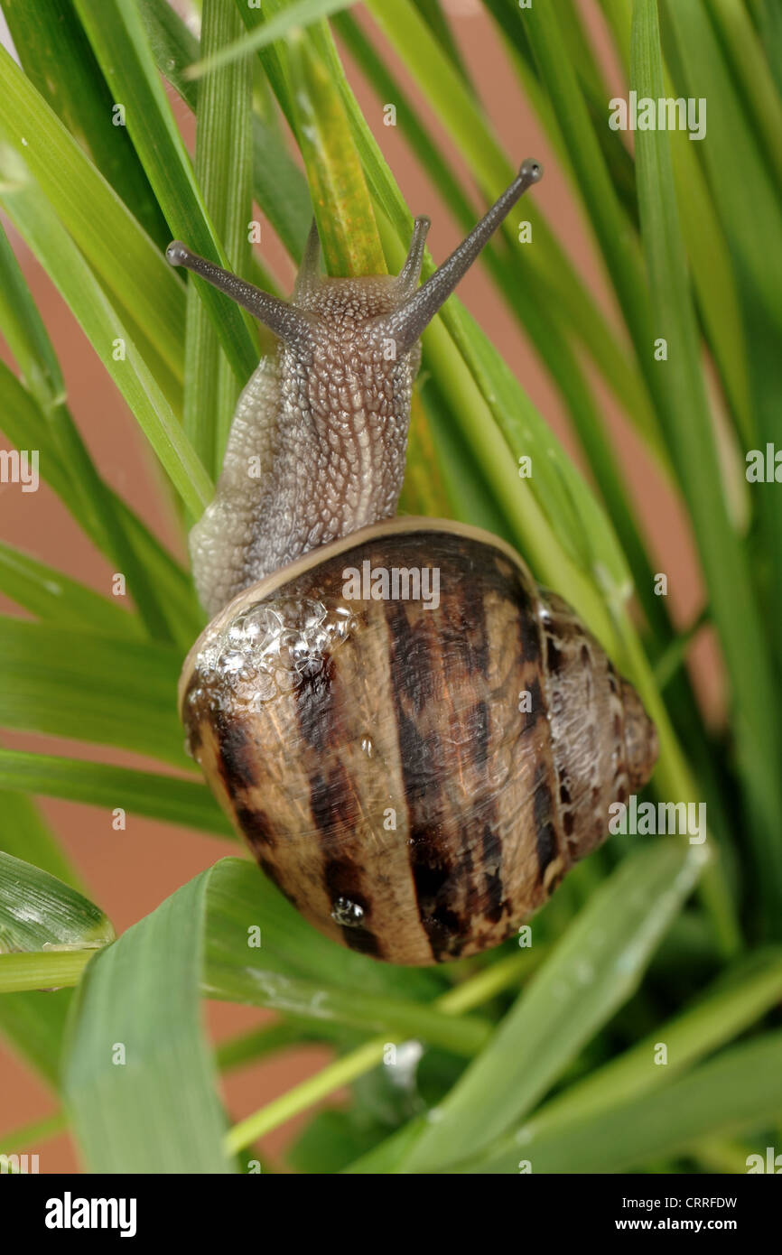 Escargot Cornu aspersum grimpant sur l'herbe Banque D'Images