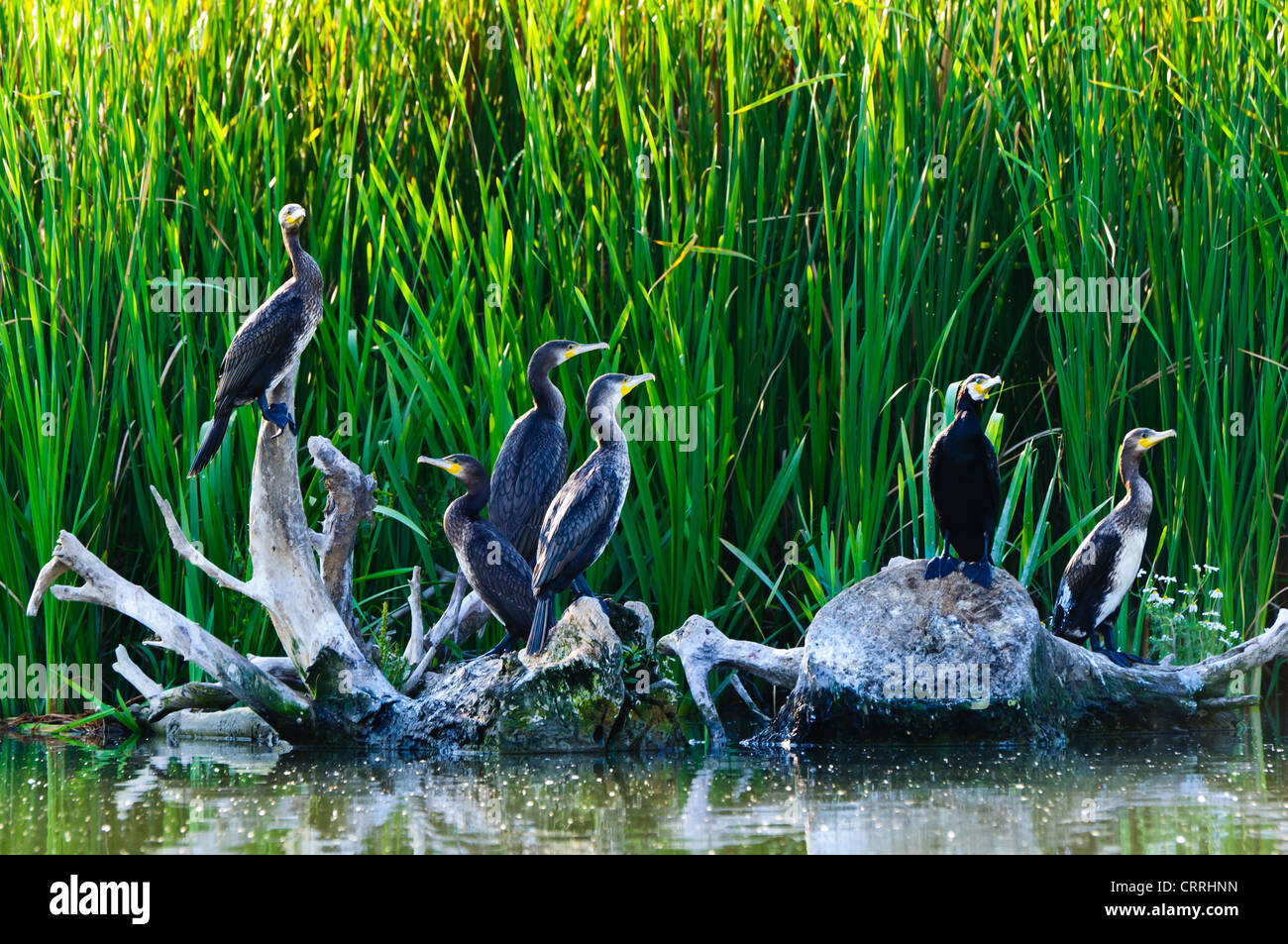 Les cormorans dans le delta du Danube Banque D'Images