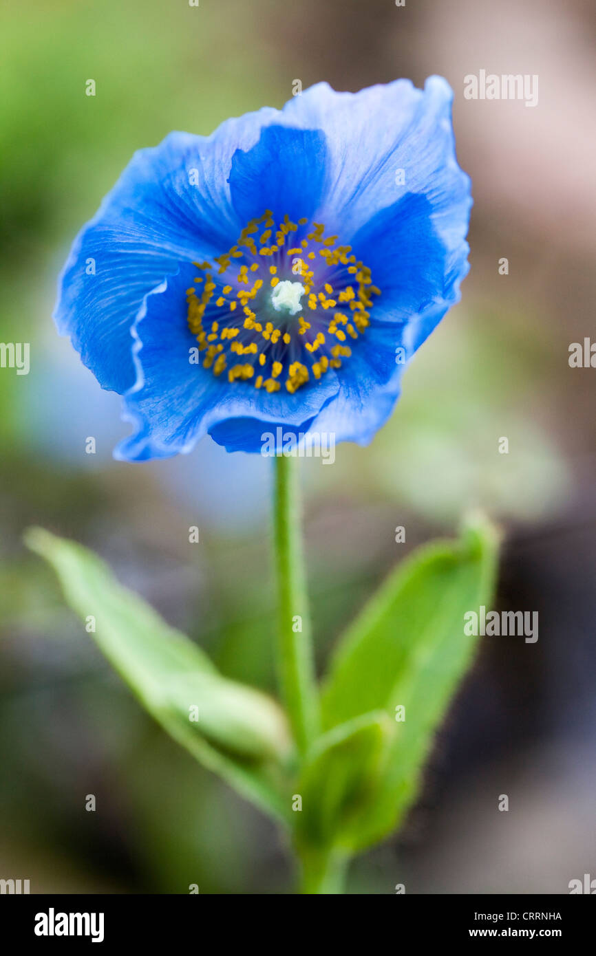 Meconopsis x sheldonii lingholm Banque de photographies et d’images à ...