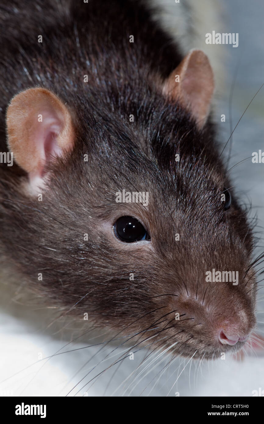 Pied ou à capuchon, rats (Rattus norvegicus). Forme domestiquée, élevés pour la recherche, l'animal et compagnon, source de nourriture des animaux prédateurs. Banque D'Images