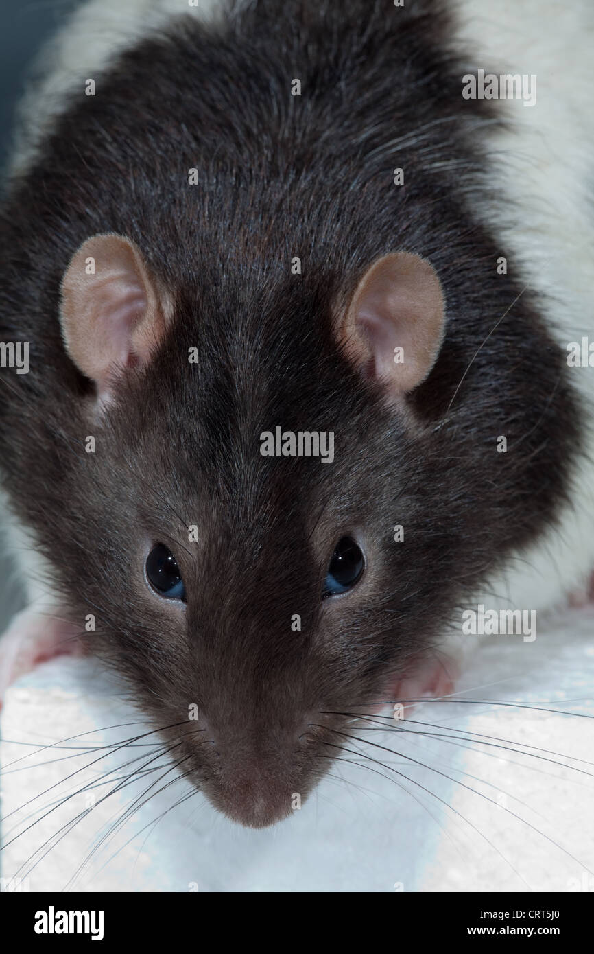 Pied ou à capuchon, rats (Rattus norvegicus). Forme domestiquée, élevés pour la recherche, l'animal et compagnon, source de nourriture des animaux prédateurs. Banque D'Images