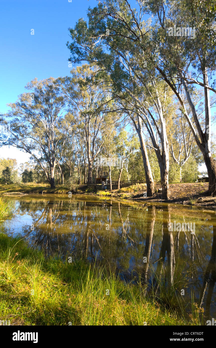 La végétation des milieux humides riverains, Wonga, Albury, New South Wales, Australie Banque D'Images