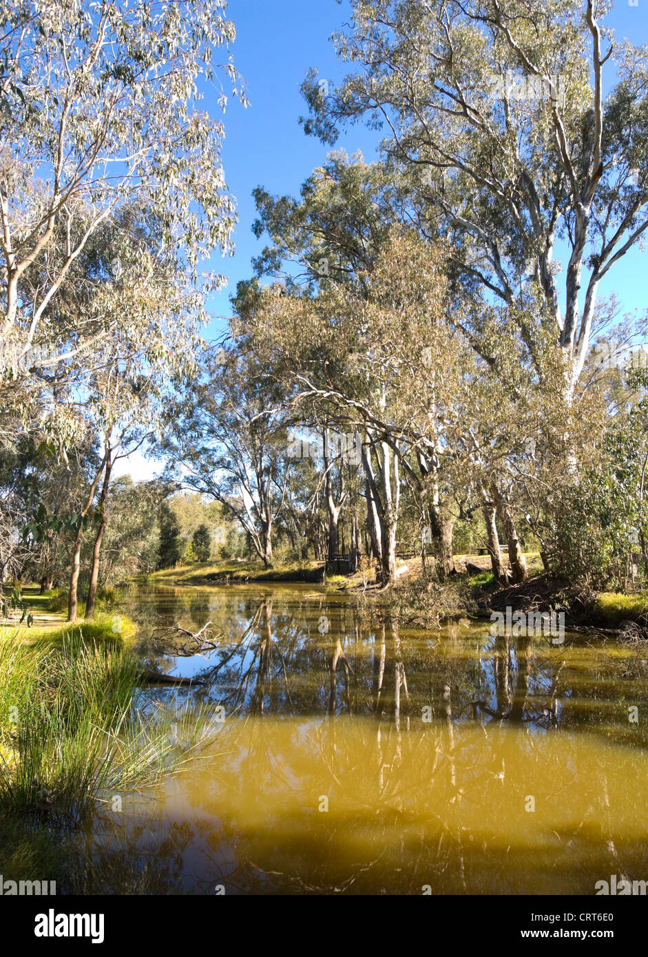 Un Anabranch du fleuve Murray, Wonga Wetlands, Albury, New South Wales, Australie Banque D'Images