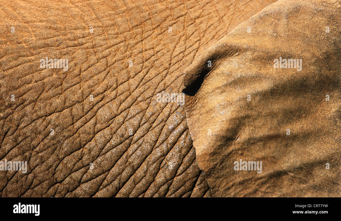 La texture de la peau de l'éléphant d'close-up avec une partie de l'oreille montrant (Addo Elephant National Park - Afrique du Sud) Banque D'Images