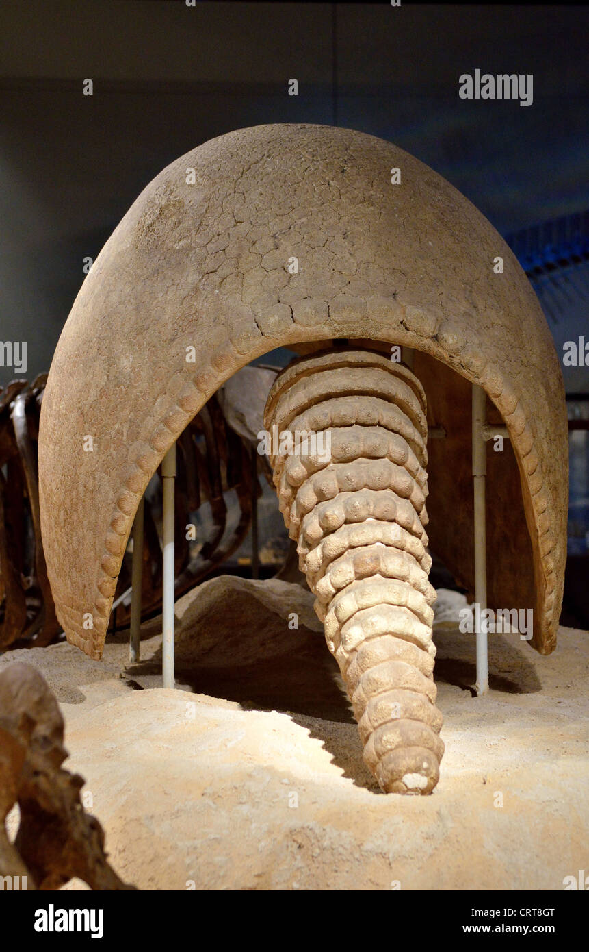 Shell osseux fossiles et la queue d'un géant de Simpson La Glyptodont (Glyptotherium floridanum). L'âge pléistocène. Banque D'Images