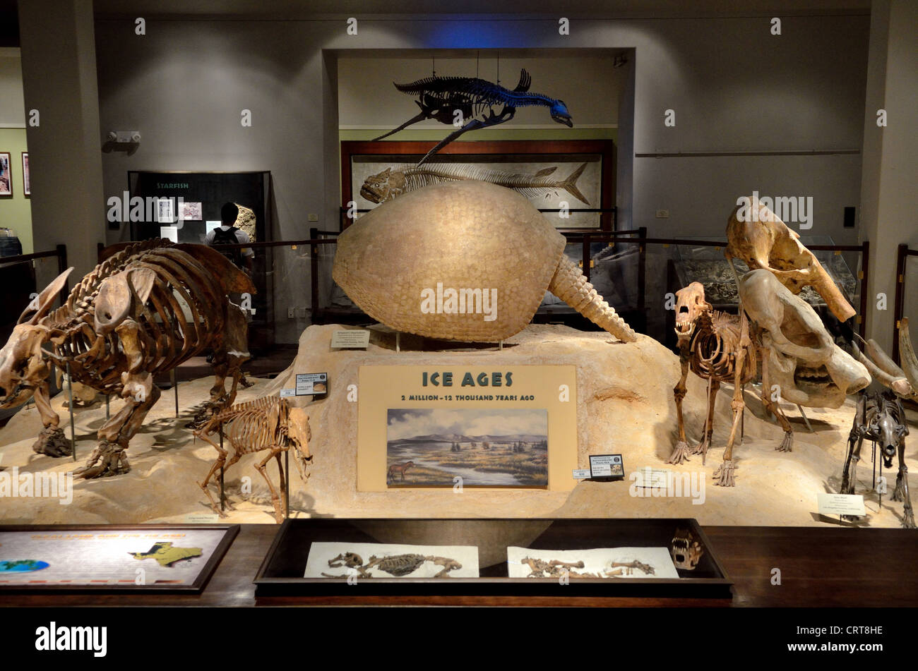Les fossiles de l'âge de glace affiché dans la section d'un musée de paléontologie. Banque D'Images