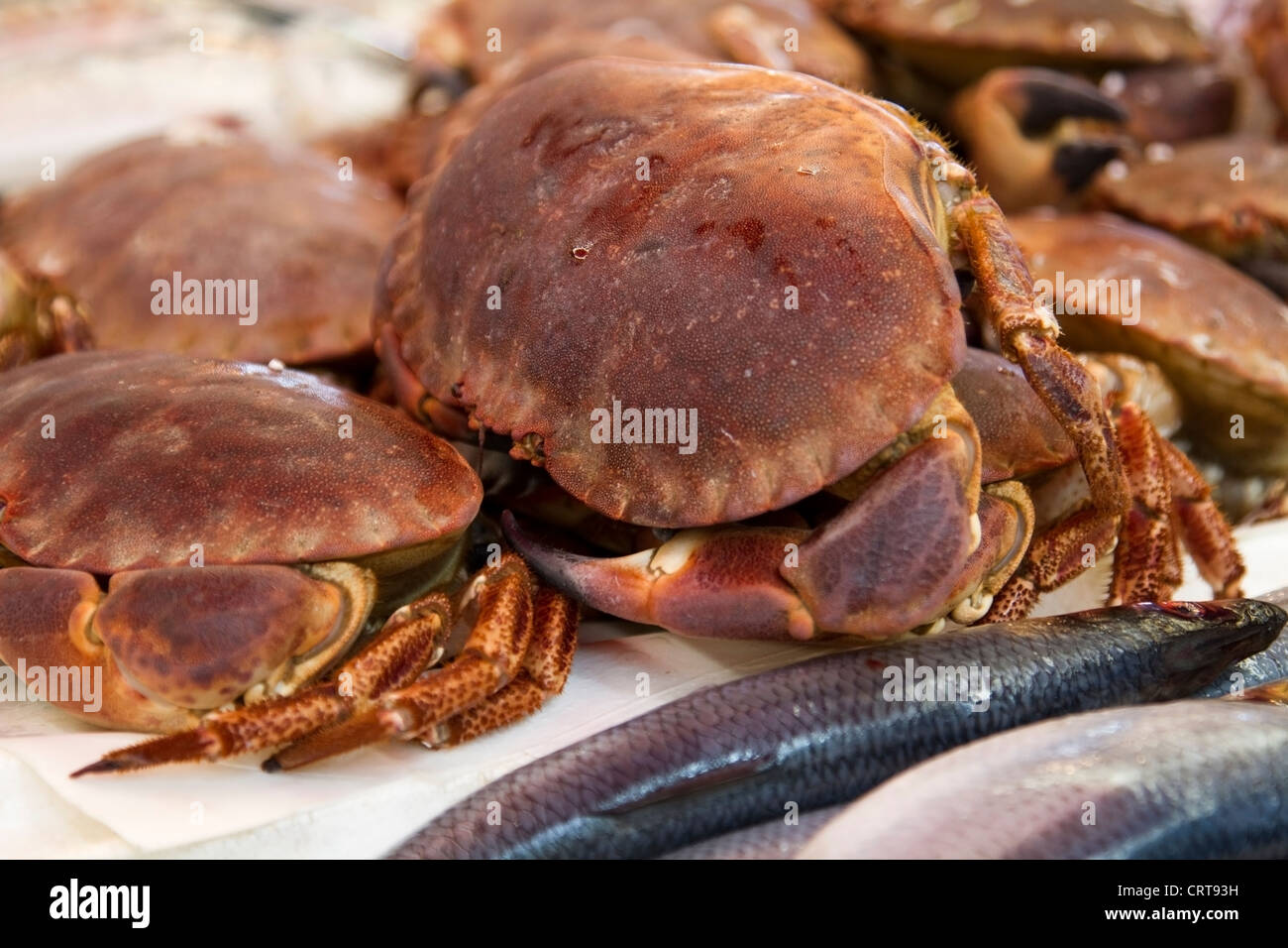 Les crabes en vente au Village, marché de Brixton Brixton Banque D'Images