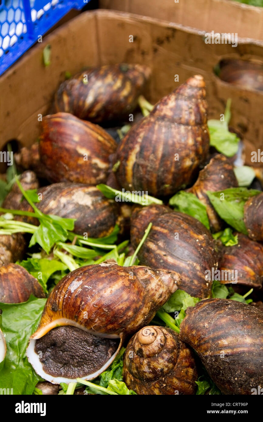 Les escargots africains géant à vendre à Brixton Village, marché de Brixton Banque D'Images