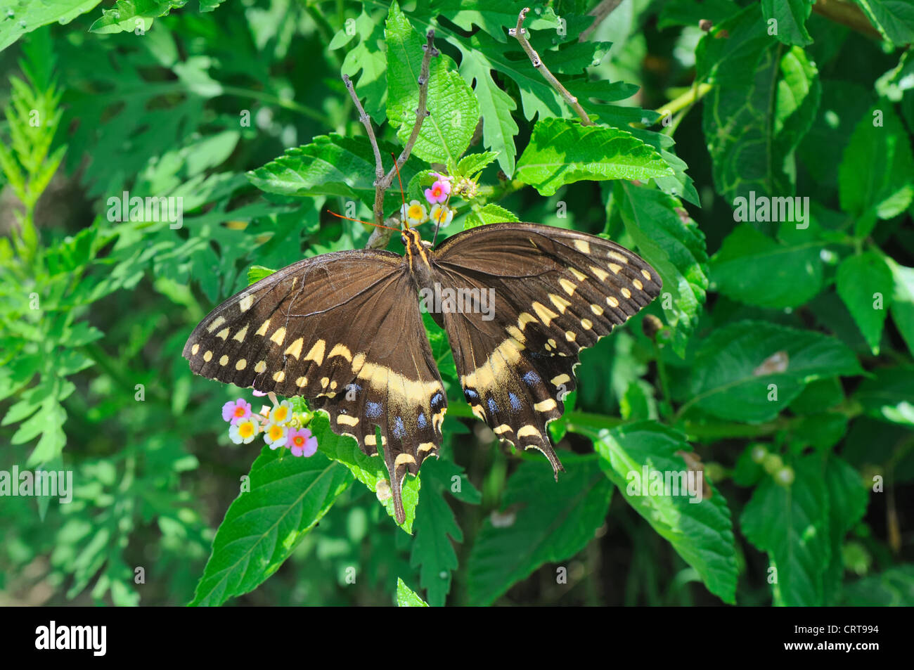 Papillon noir Banque D'Images