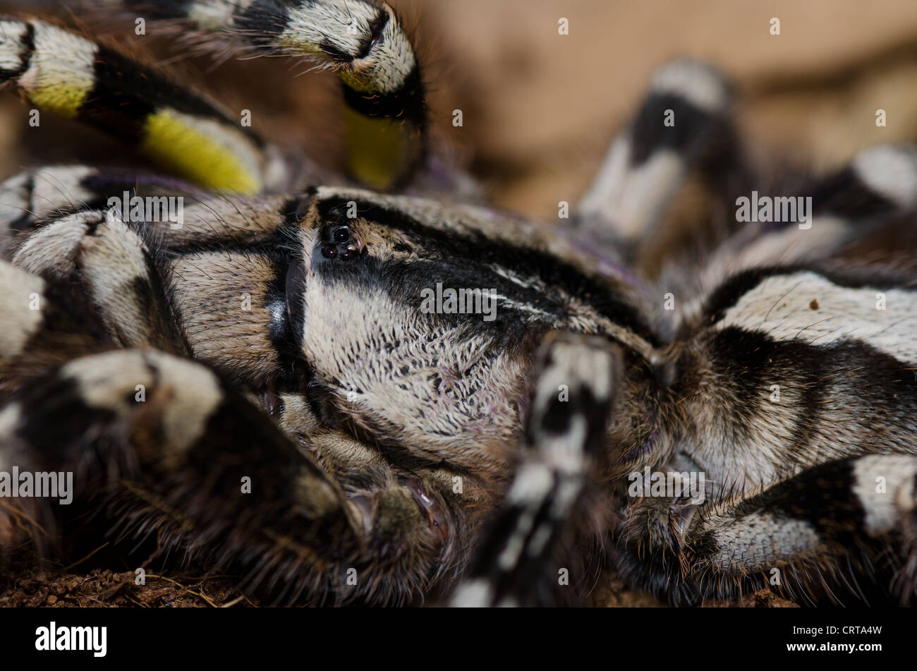 Ornement indien tarantula (Poecilotheria regalis) head shot Banque D'Images