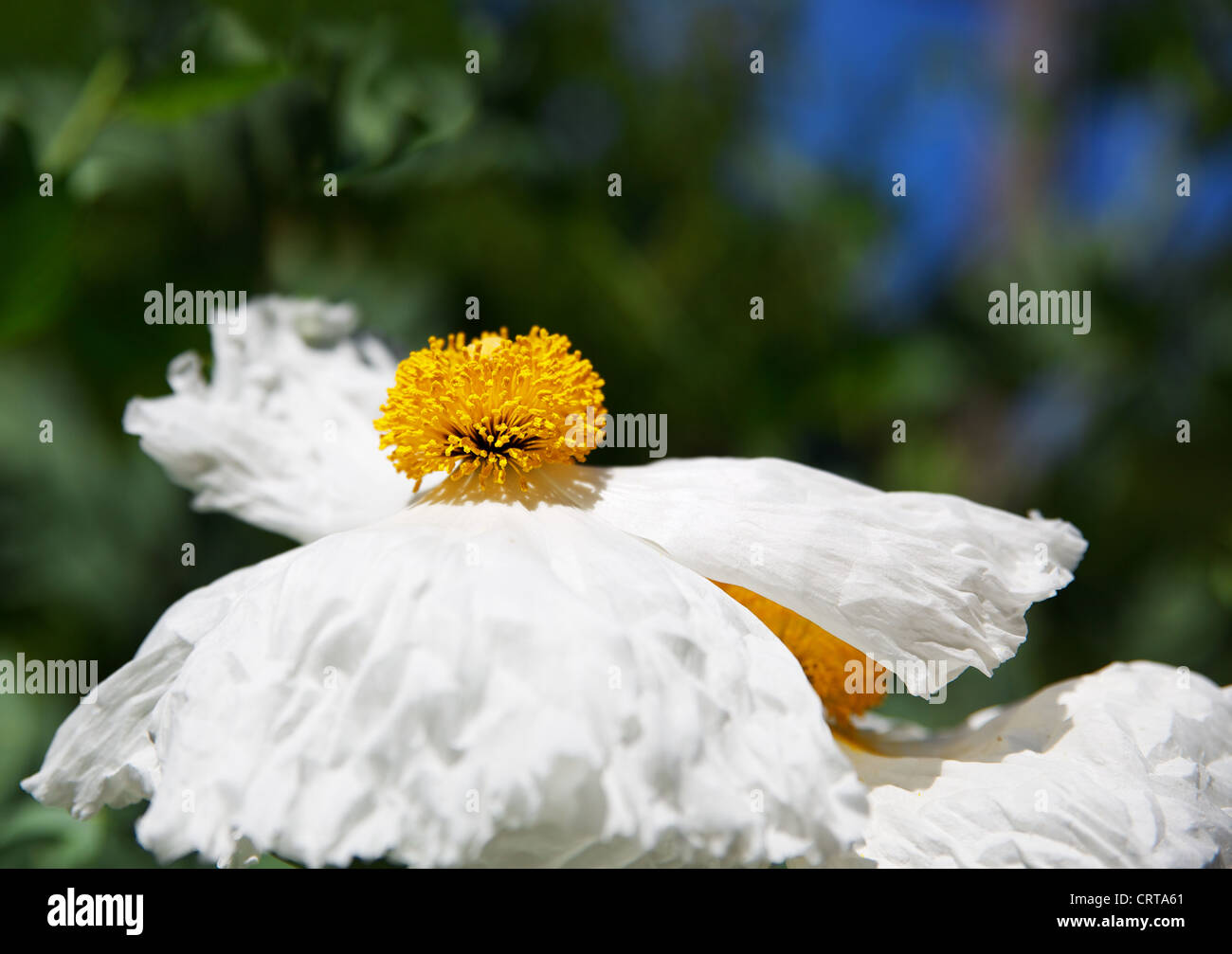 DOF peu profondes de centre d'Or et blanches Romneya coulteri, ISBN 2-07-059113-1 Coquelicot, fleur ou Fried-Egg Banque D'Images