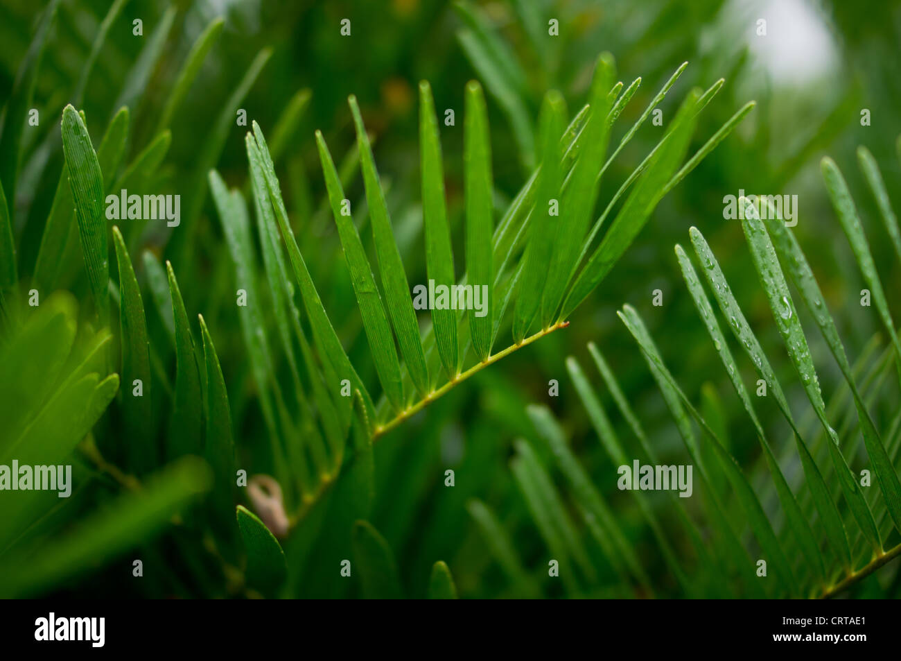 Zamia integrifolia leaf close up, cycadales commun Banque D'Images