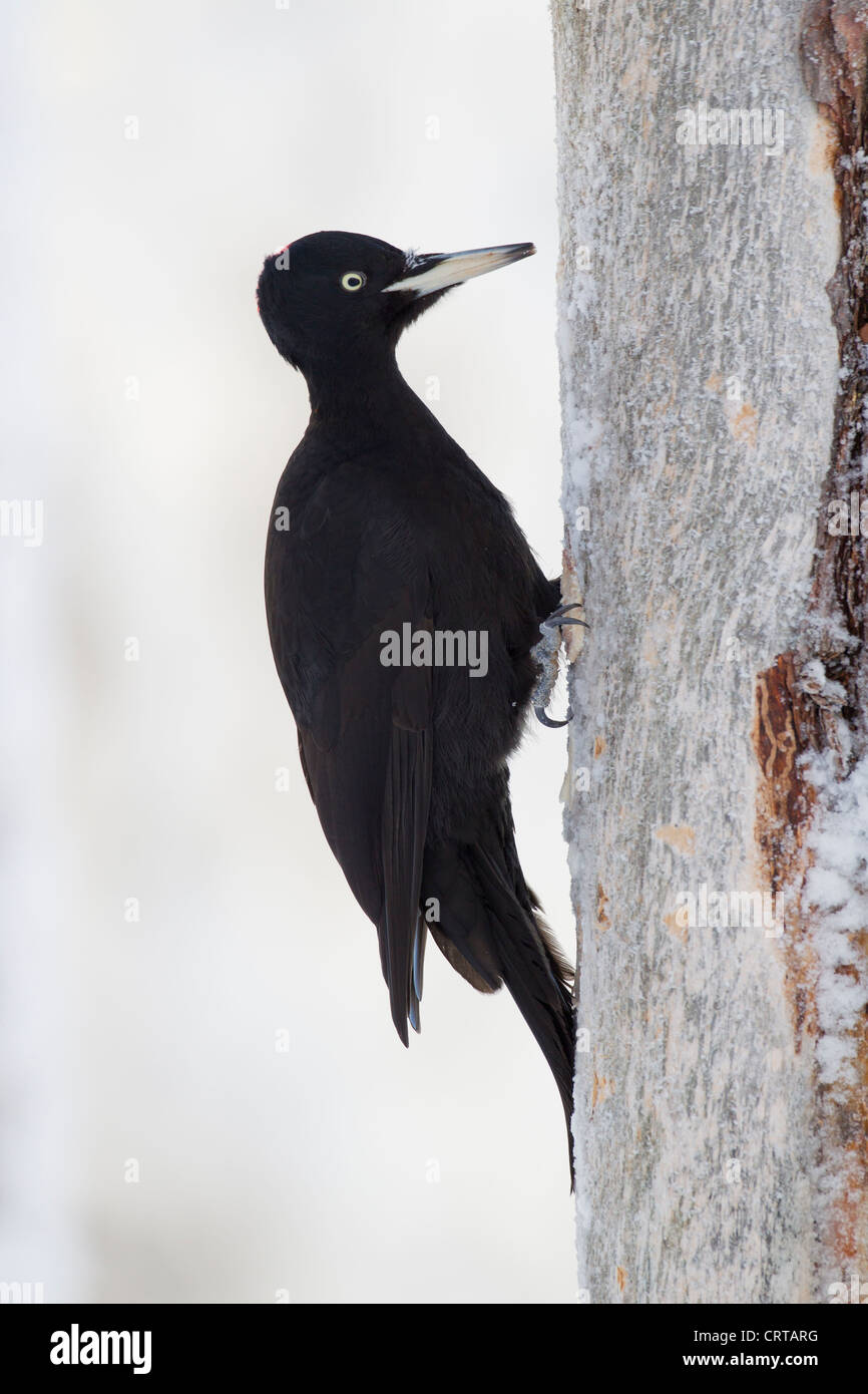Pic noir Dryocopus martius femme perché sur tronc de pin rouge à Kuusamo, Finlande en février. Banque D'Images