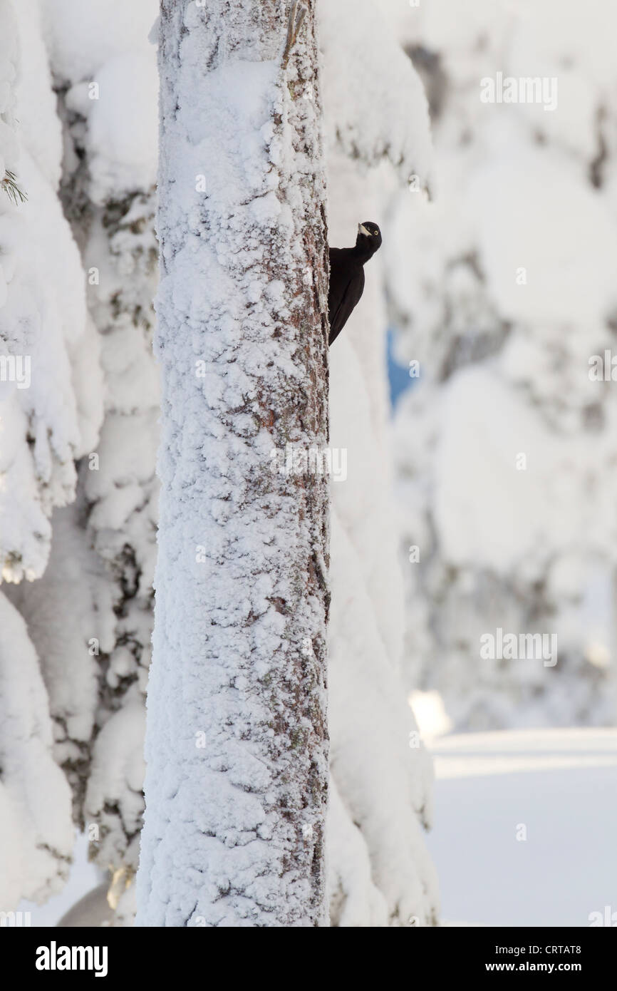 Pic noir Dryocopus martius femme perché sur tronc de pin rouge à Kuusamo, Finlande en février. Banque D'Images