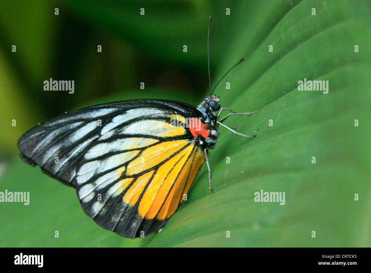 Jézabel peint papillon (Delias hyparete metarete) sur une feuille verte Banque D'Images