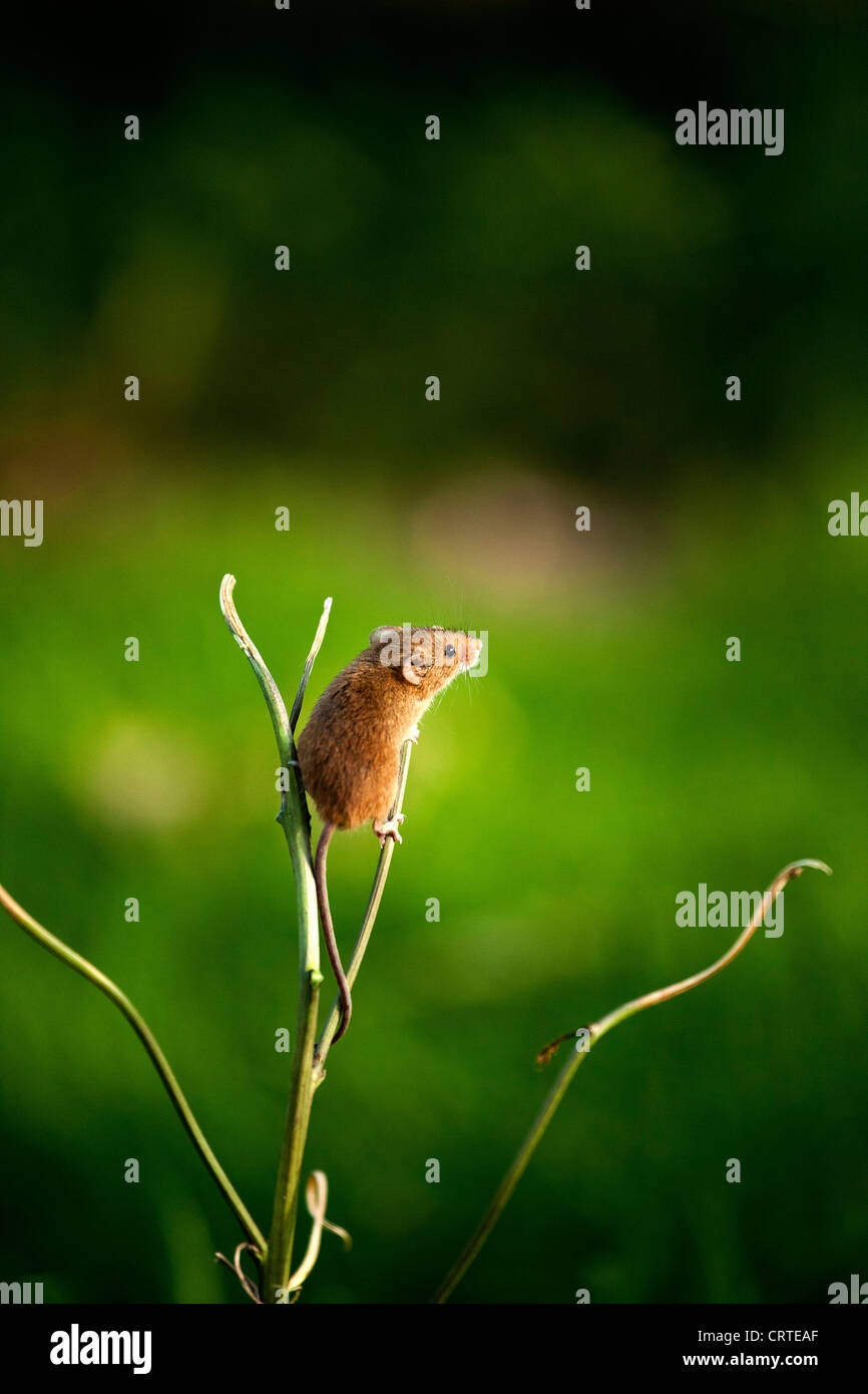 La souris de la récolte sur une branche Banque D'Images