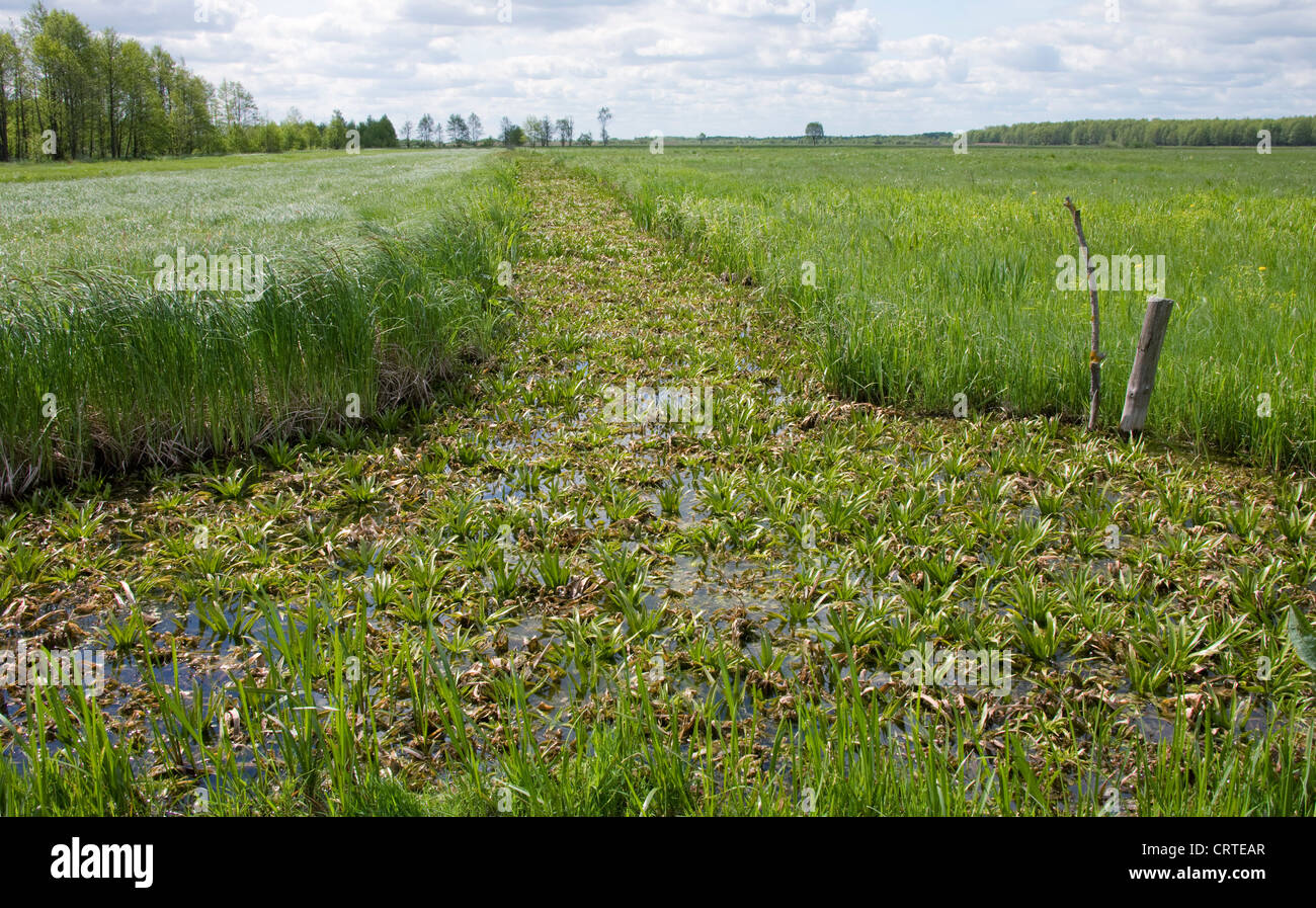 Un fossé rempli d'eau en soldat (Stratiotes aloides) une plante flottante. Biebrzanski National Park, en Pologne. Banque D'Images