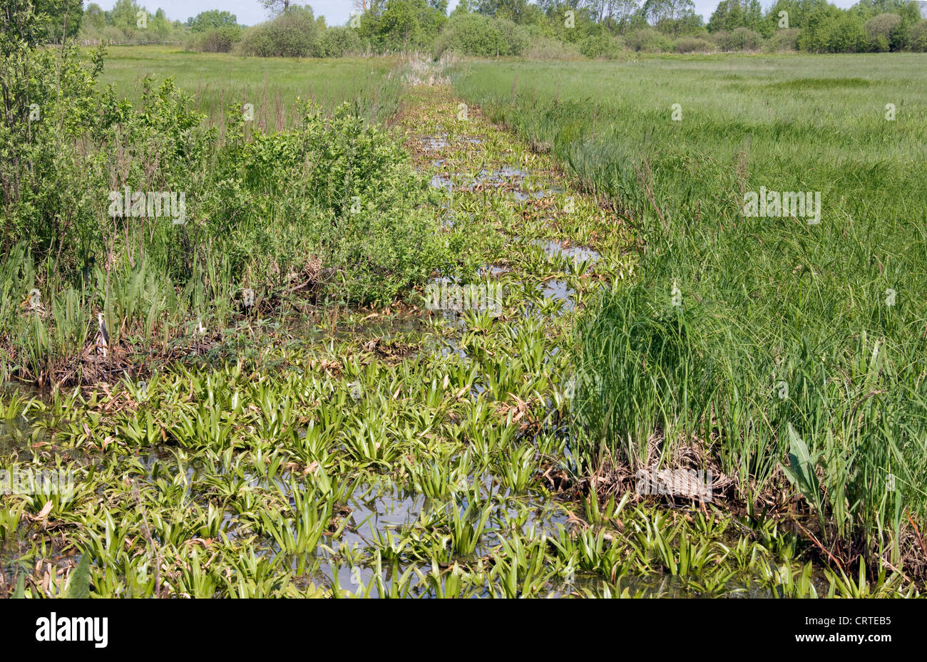 Un fossé rempli d'eau en soldat (Stratiotes aloides) une plante flottante. Biebrzanski National Park, en Pologne. Banque D'Images