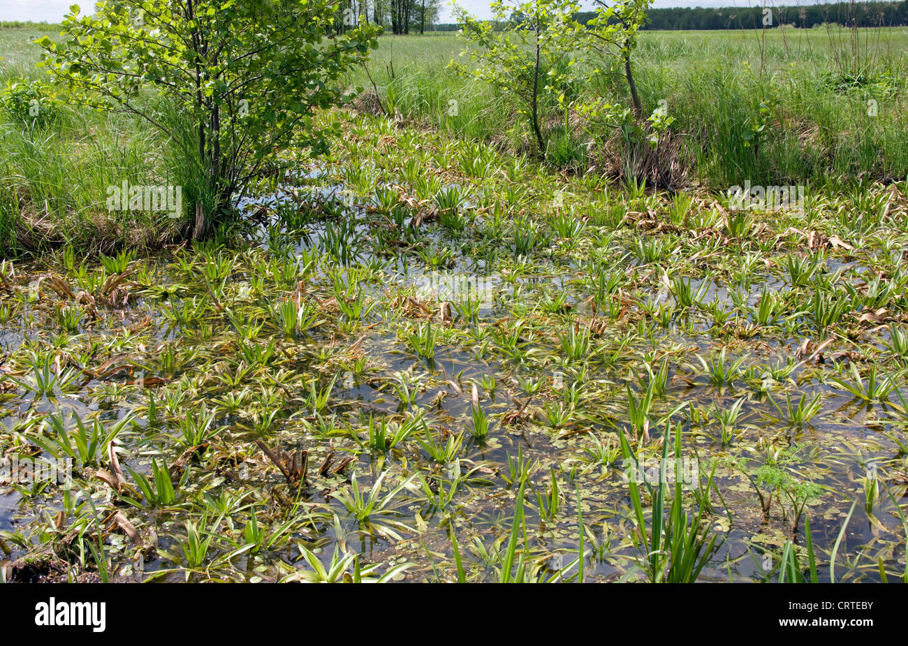 Un fossé rempli d'eau en soldat (Stratiotes aloides) une plante flottante. Banque D'Images