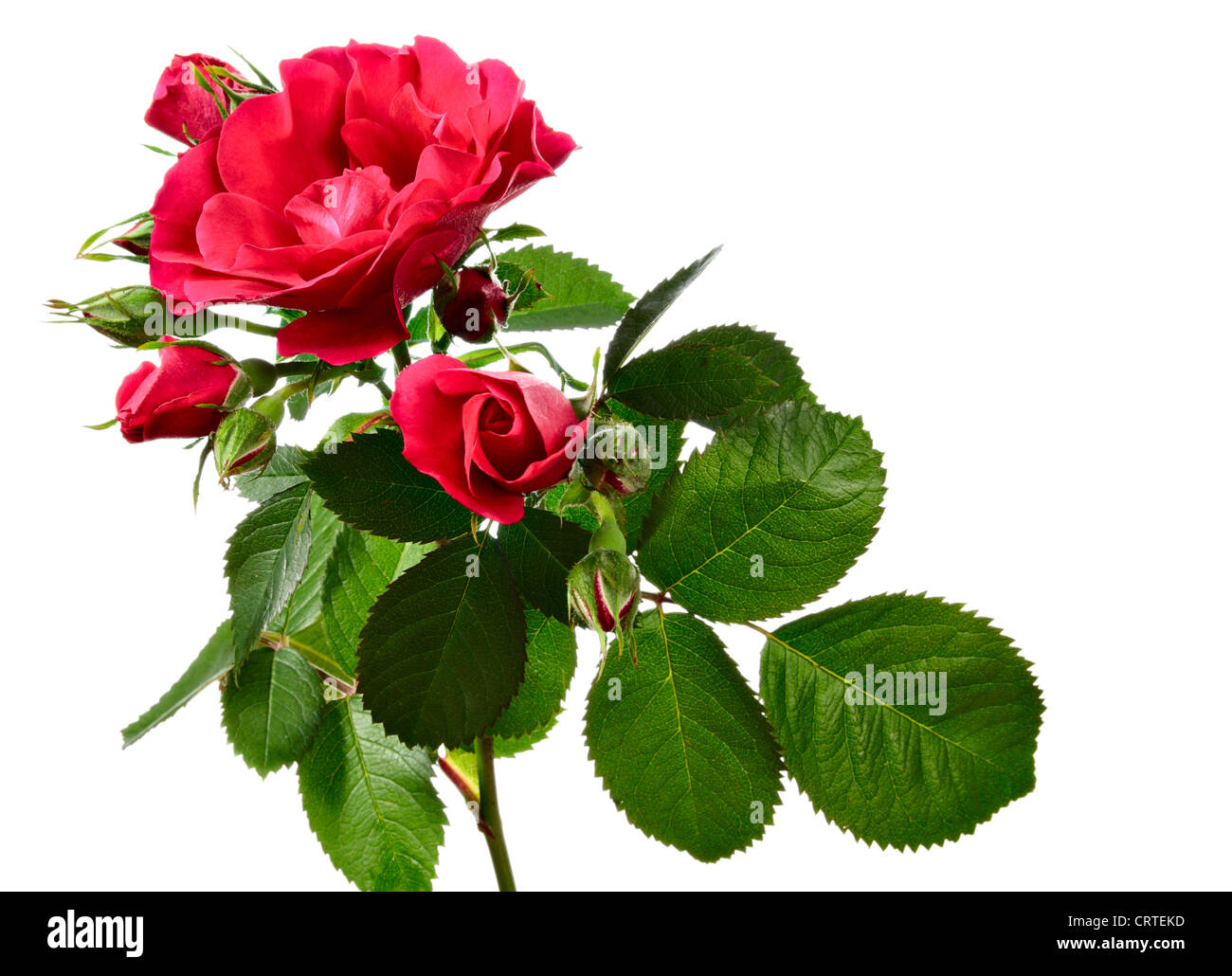 Fleurs de rosier grimpant isolé sur fond blanc Banque D'Images