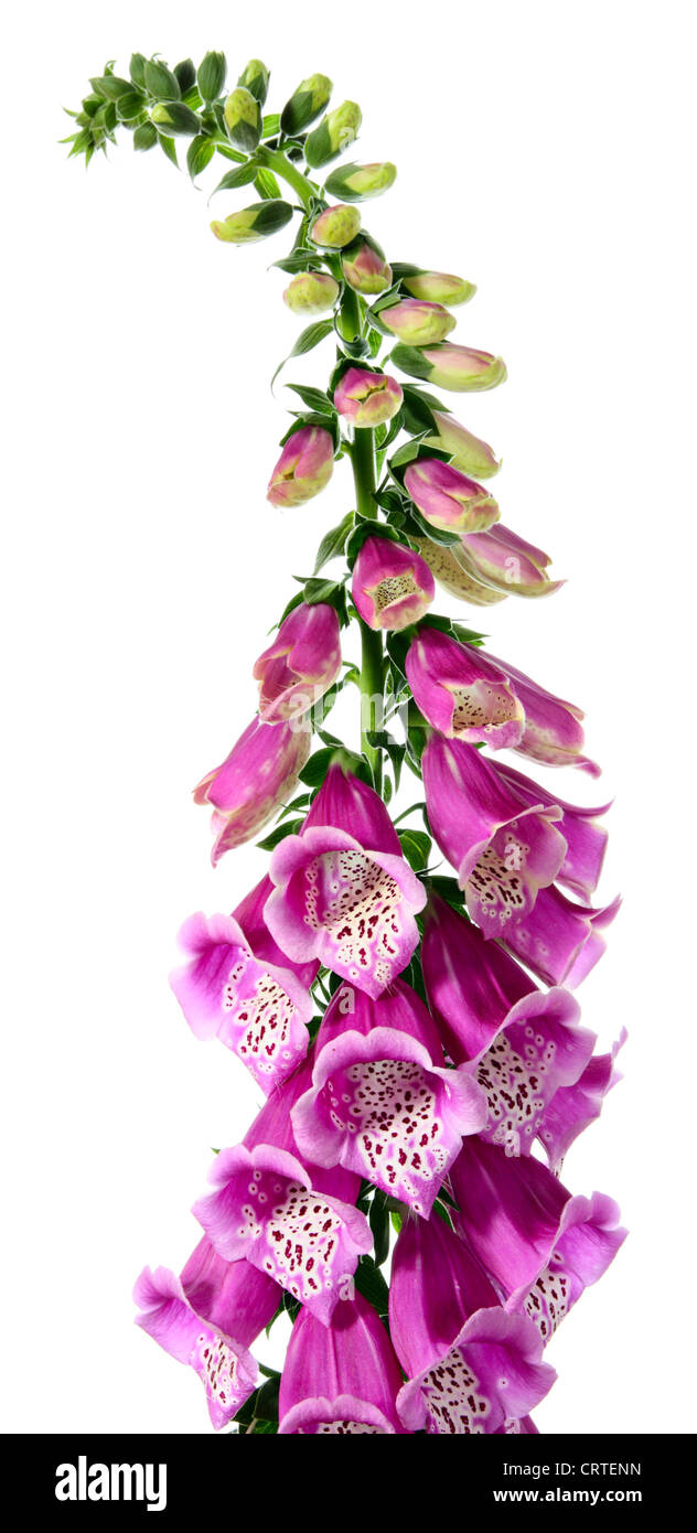 Drug digitalis Banque de photographies et d’images à haute résolution