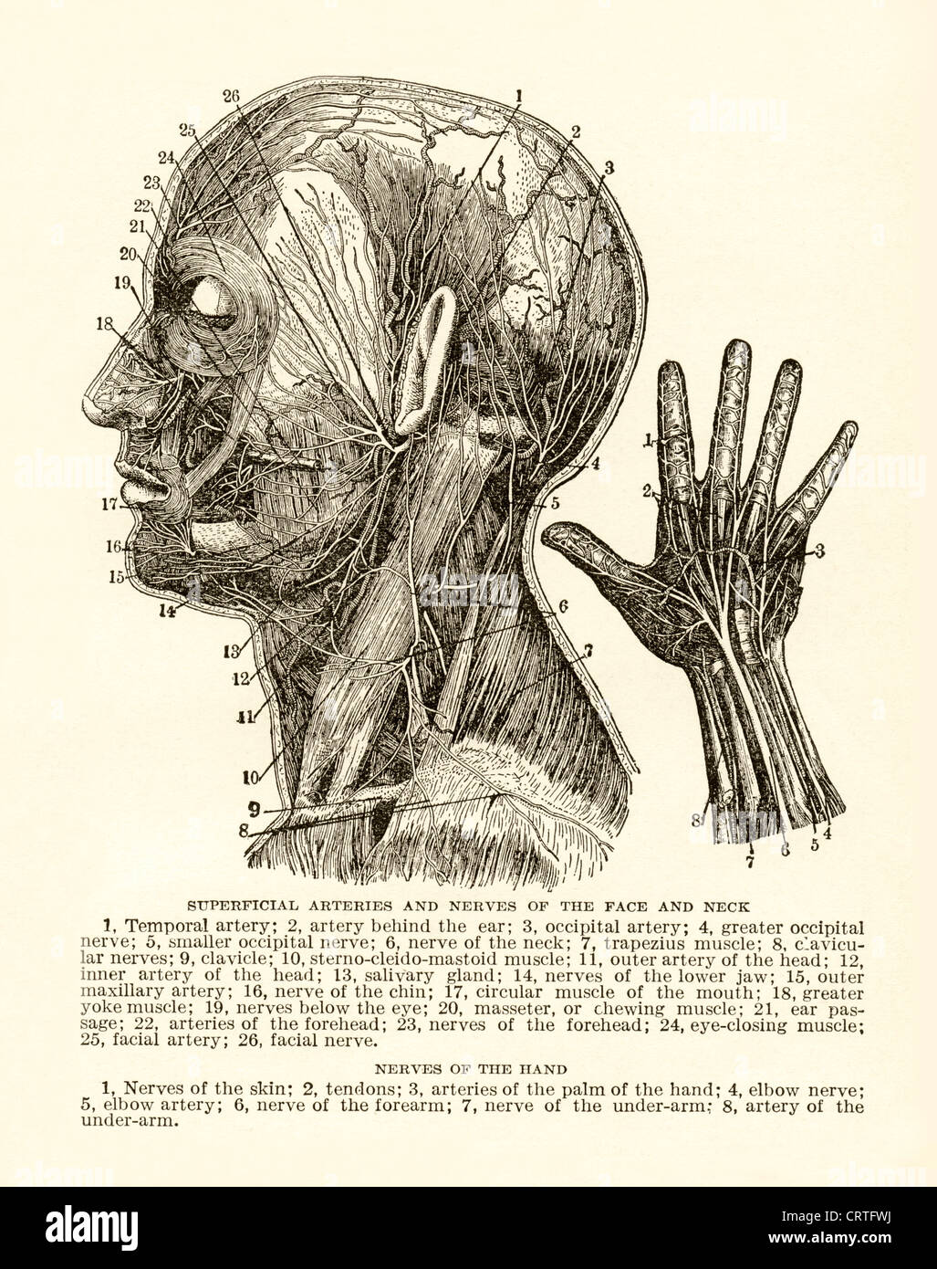 Gravure d'époque d'artères et de nerfs de la tête et de la main. Banque D'Images