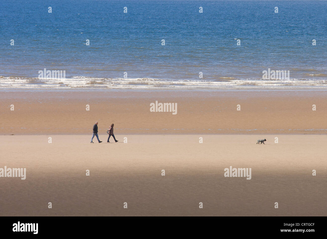 Chien en train de marcher le long de la plage de Blackpool à marée basse sur la journée d'été Banque D'Images