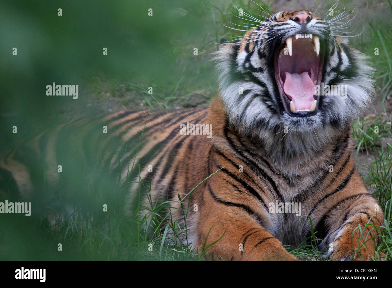 Bâillement tigre Banque D'Images