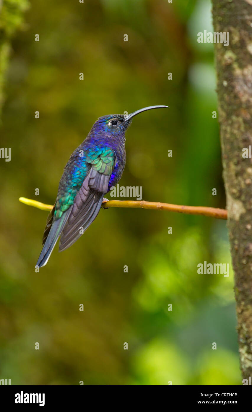 Oiseau-colibris violet mâle perché sur une branche arborescente, Costa Rica Banque D'Images