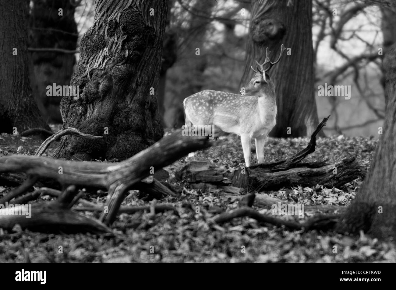 Le daim (Dama dama) B&W, Richmond Park, Londres Banque D'Images