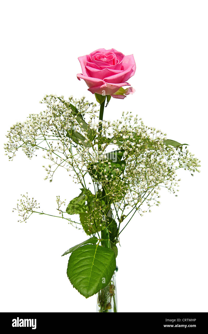 Belle rose rose avec gypse herb isolé sur fond blanc Banque D'Images