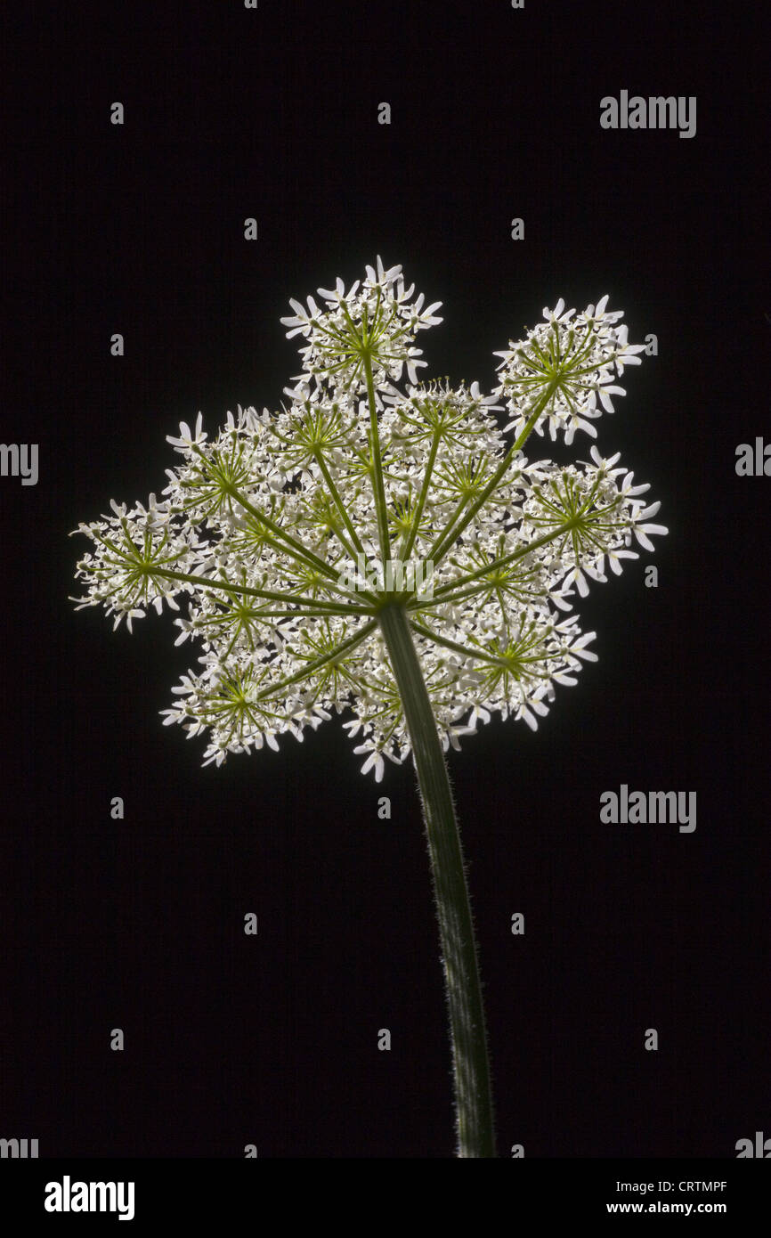 Berce du Caucase Heracleum sphondylium ombre contre rétroéclairé Banque D'Images