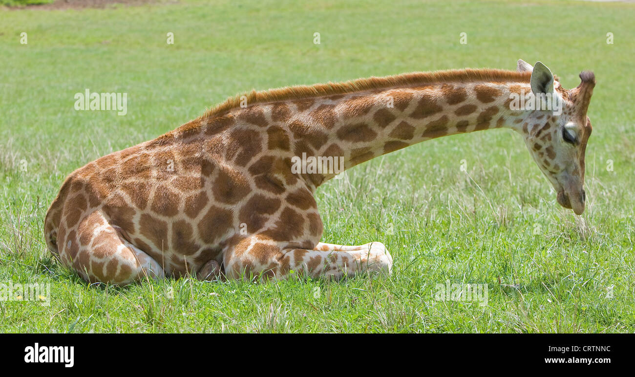 Image d'une girafe assis dans l'herbe d'un zoo Banque D'Images