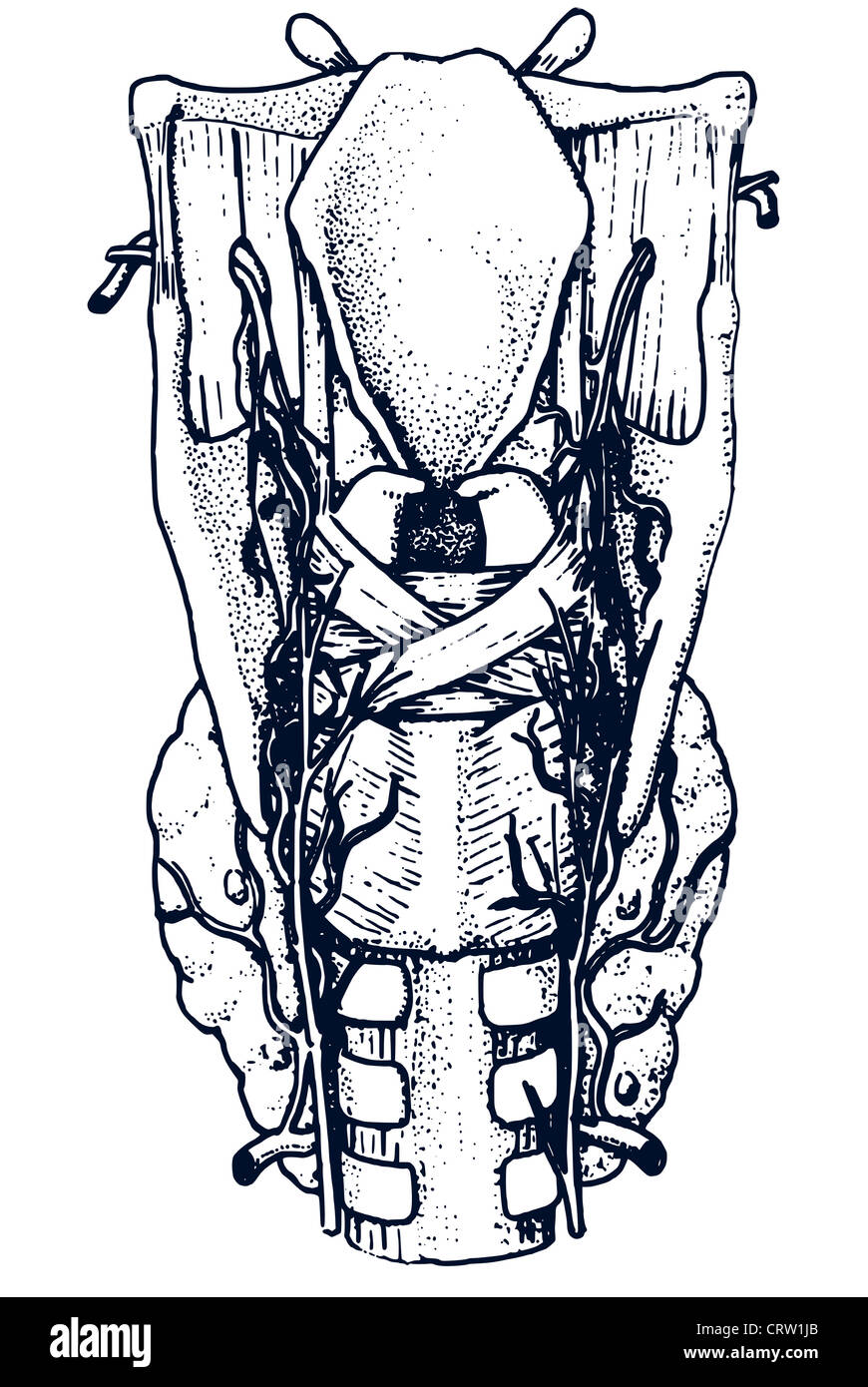 thyroïde Banque D'Images