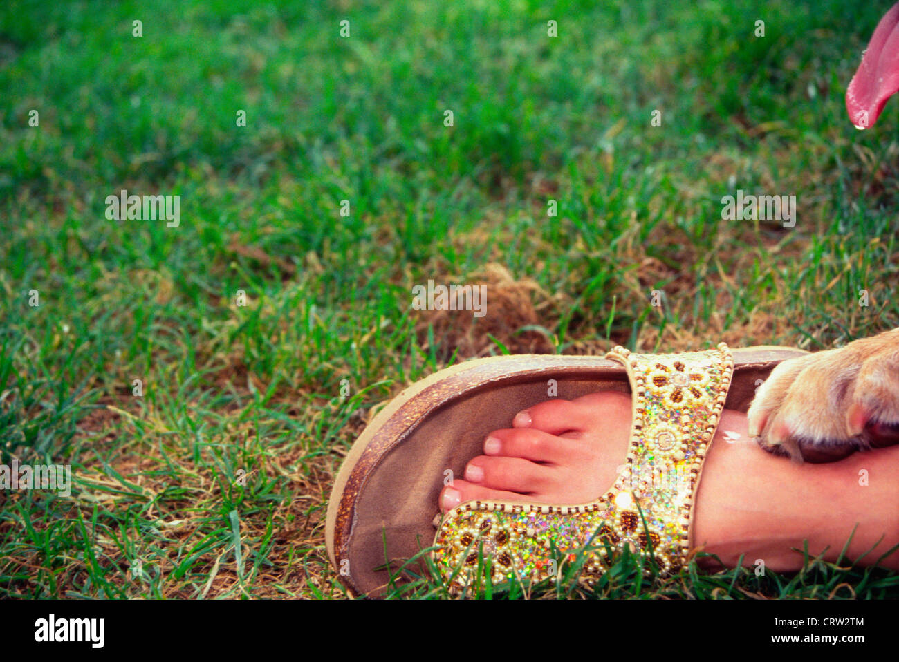 Un chien en le plaçant sur une patte du pied avec les personnes c'est la langue qui sort. Banque D'Images