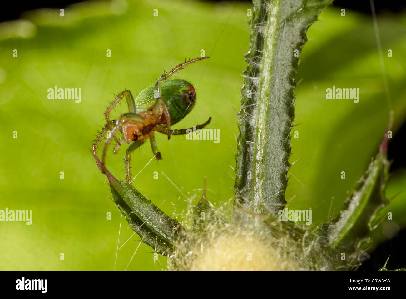 Araniella cucurbitina araignée concombre, ou Vert Orb Weaver, la rotation d'un site web autour de son cas d'oeufs, UK Banque D'Images